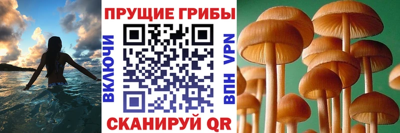 даркнет сайт  Знаменск  Псилоцибиновые грибы GOLDEN TEACHER 
