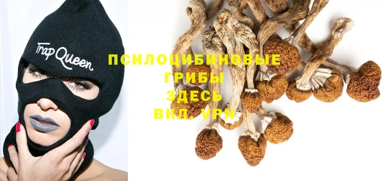 OMG ссылки  Знаменск  Галлюциногенные грибы MAGIC MUSHROOMS  хочу  